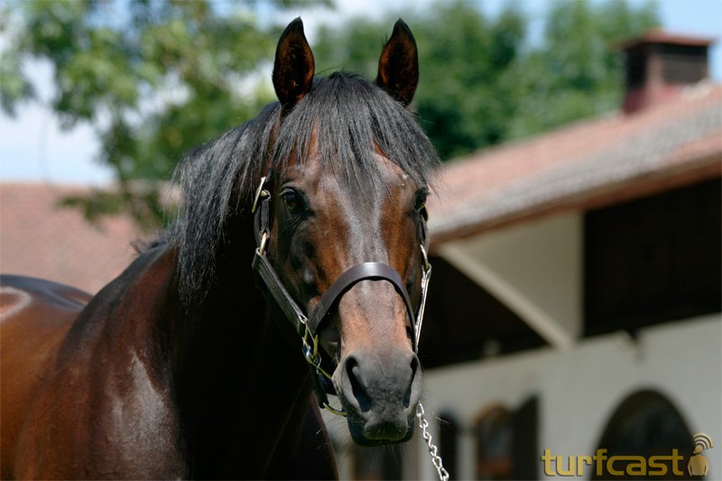 Desert Prince in Isarland © turfstock.com/Balogh