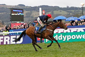 Bobs Worth in Cheltenham 2013. @ turfstock.com