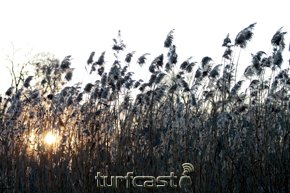 sonne