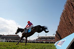 Sprinter Sacre in Cheltenham 2013. @ turfstock.com