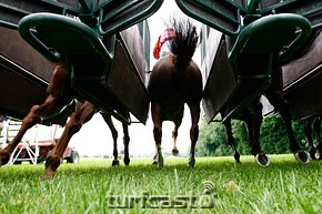 Symbolbild Pferdebeine am Start. © turfstock.com/Balogh