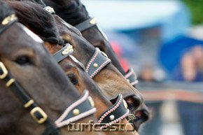 Symbolbild Pferdekoepfe © turfstock.com/Balogh