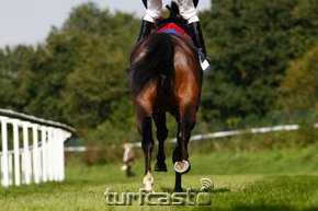 Symbolbild Pferdebeine © turfstock.com/Balogh